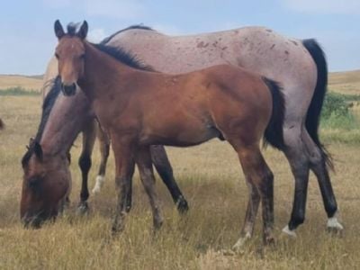 Magellan Topsail JW <BR>AQHA 6371297